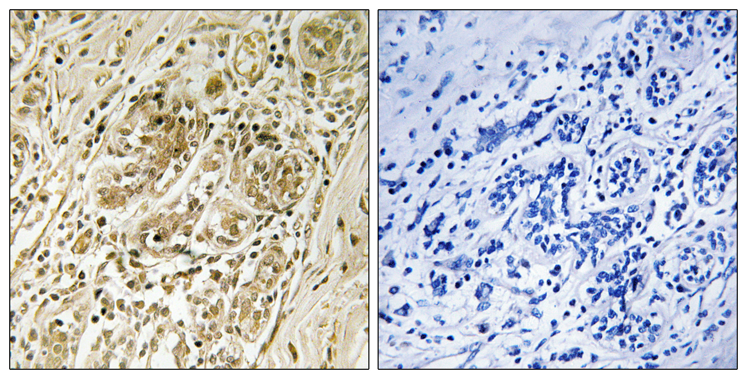 Anti-Phospho-IRS1 (Ser639) Rabbit pAb