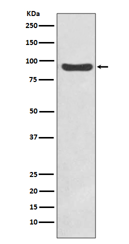 Anti-IKK beta Rabbit pAb