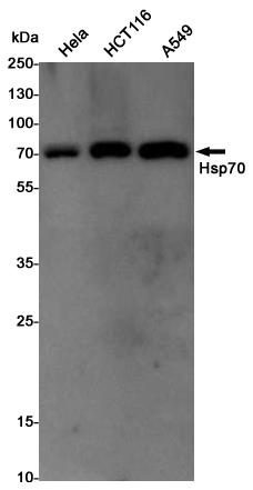 Anti-Hsp70 Rabbit pAb