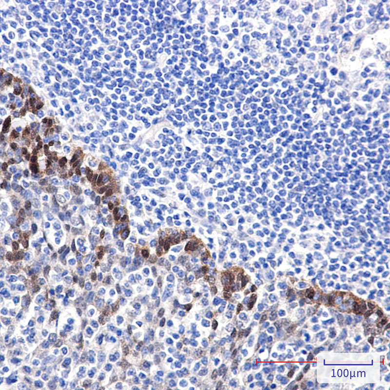 Anti-Hsp70 Rabbit pAb