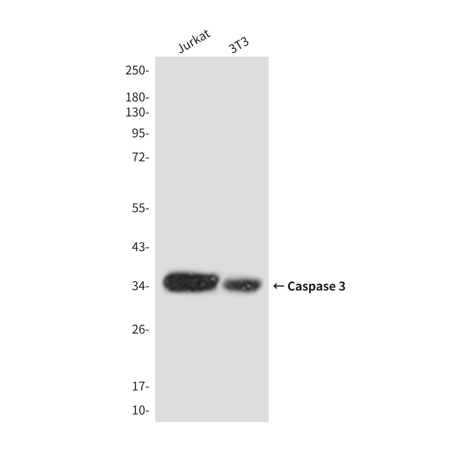 Anti-Cleaved-Caspase 3 p17 Rabbit pAb