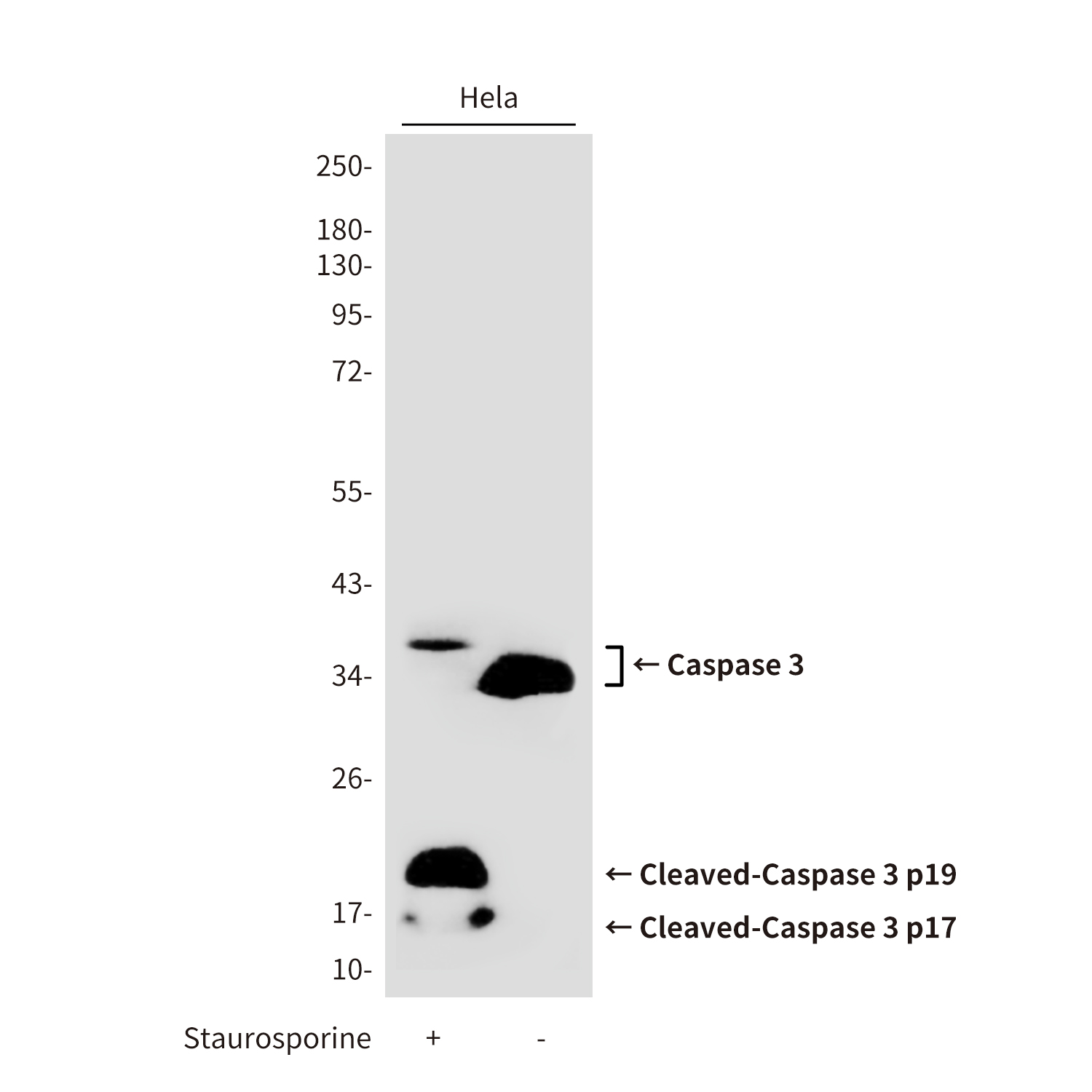 Anti-Cleaved-Caspase 3 p17 Rabbit pAb
