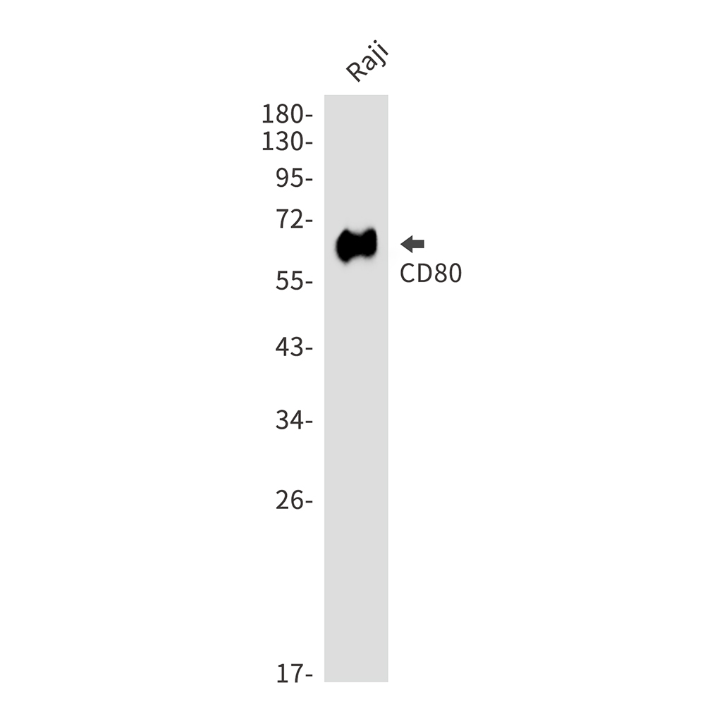 Anti-CD80 Rabbit pAb