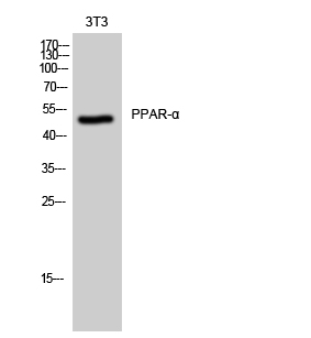 Anti-PPAR alpha Rabbit pAb