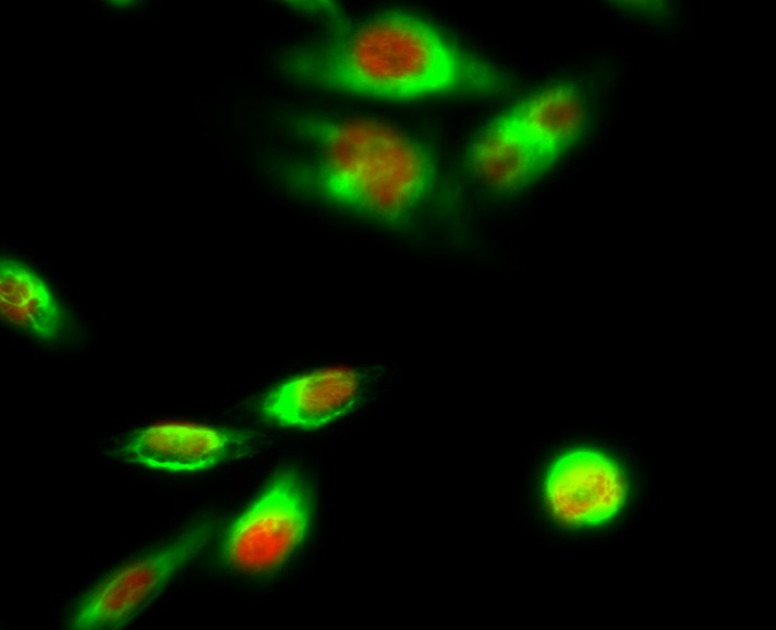 Anti-PPAR alpha Rabbit pAb