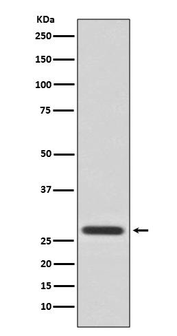 Anti-14-3-3 theta Rabbit pAb