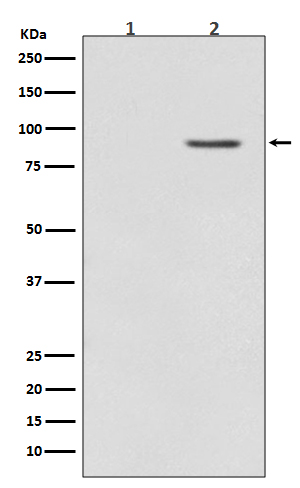 Anti-Phospho-BRAF (Thr401) Rabbit pAb