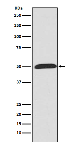 Anti-Wnt5a Rabbit pAb