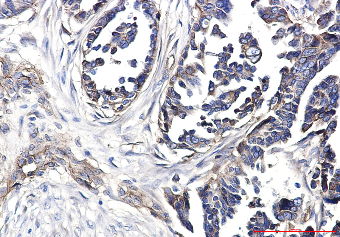 Anti-Integrin beta 1 Rabbit pAb