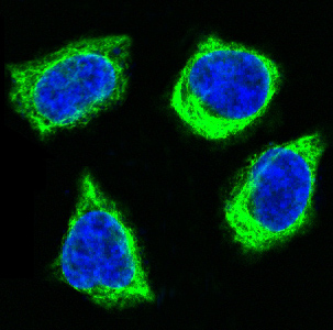 Anti-Cytochrome C Rabbit pAb