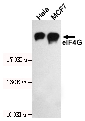Anti-eIF4G1 Rabbit pAb