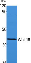 Anti-Wnt16 Rabbit pAb