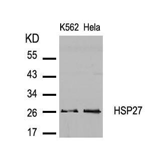 Anti-Hsp27 Rabbit pAb
