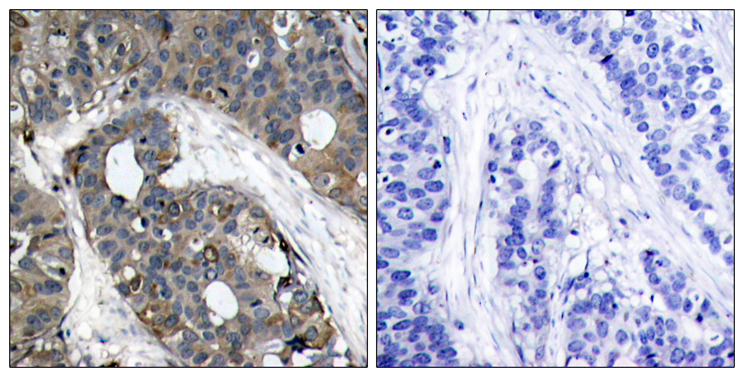 Anti-Hsp27 Rabbit pAb