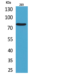 Anti-Bcl6 Rabbit pAb