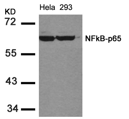 Anti-NF-KB p65 Rabbit pAb