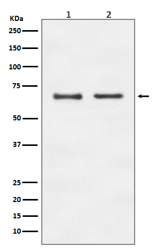 Anti-E2F1 Rabbit pAb
