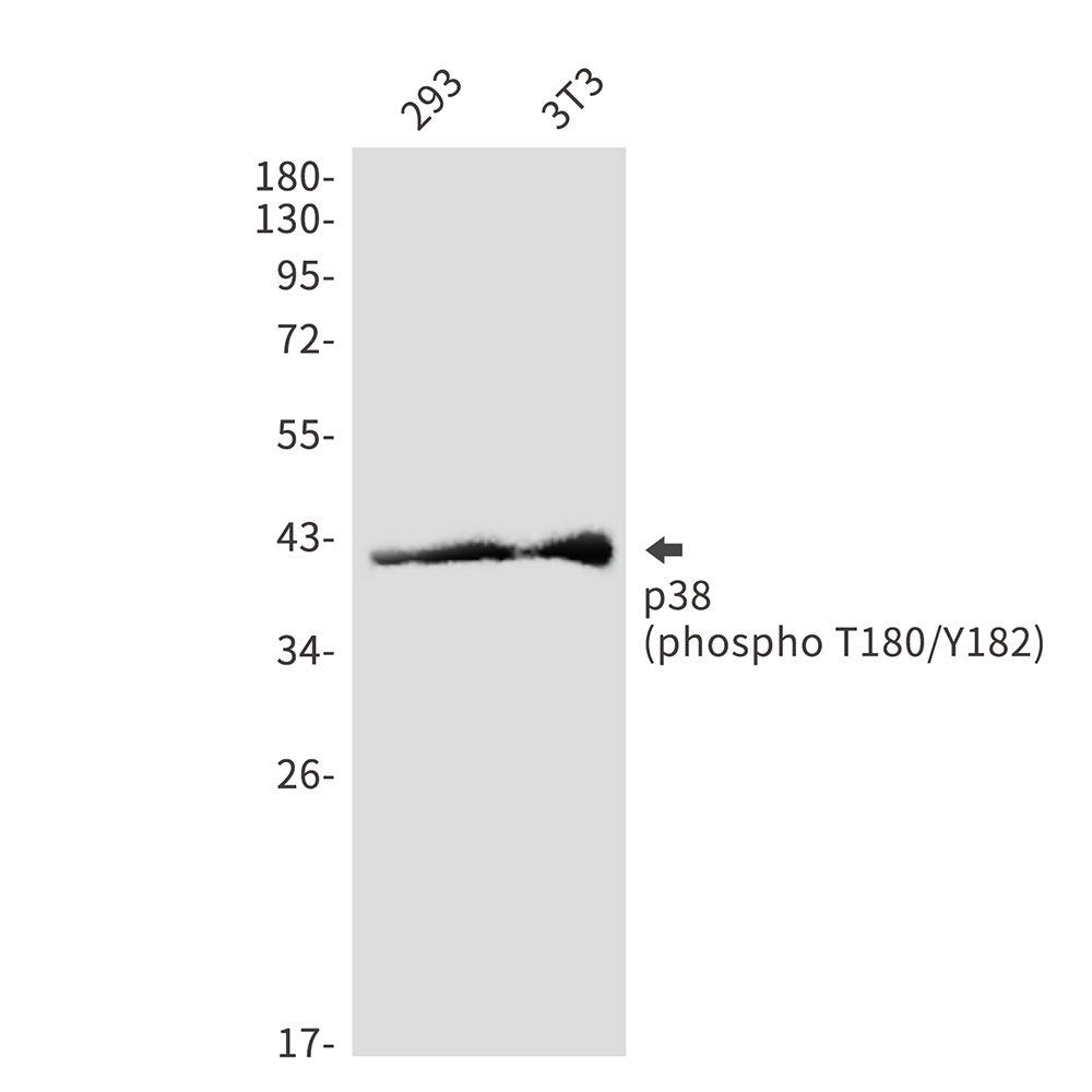 Anti-Phospho-p38 (Thr180/Tyr182) Rabbit pAb