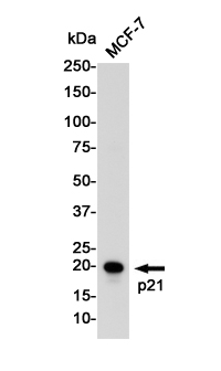 Anti-p21 Rabbit pAb