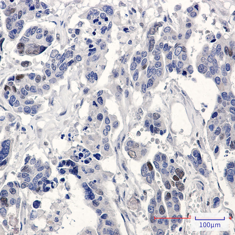 Anti-p21 Rabbit pAb