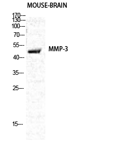 Anti-MMP3 Rabbit pAb
