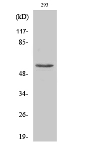 Anti-MMP3 Rabbit pAb