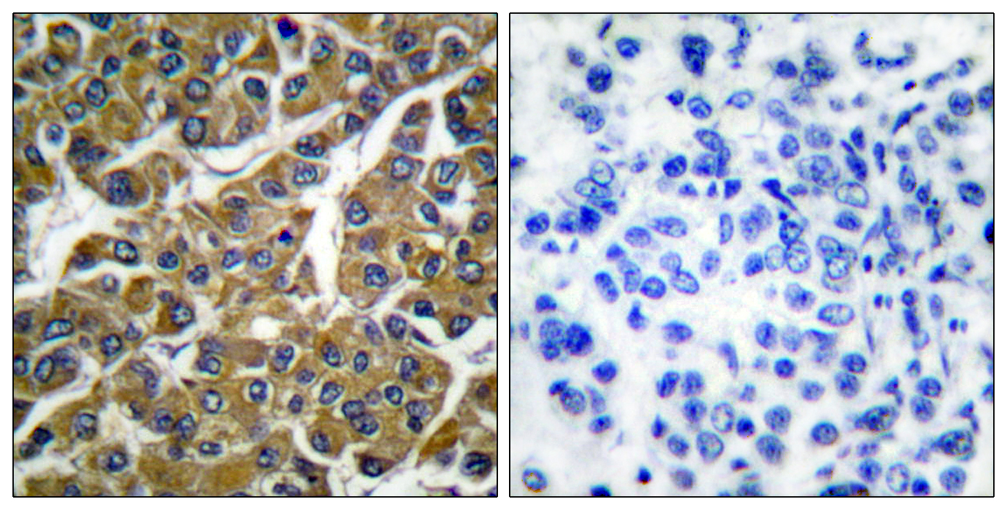 Anti-MMP3 Rabbit pAb