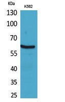 Anti-NOX2 Rabbit pAb