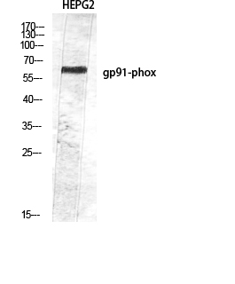 Anti-NOX2 Rabbit pAb