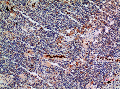 Anti-NOX2 Rabbit pAb