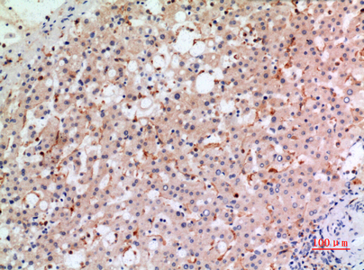Anti-NOX2 Rabbit pAb