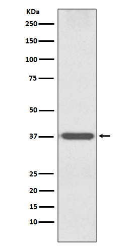 Anti-OTX1 Rabbit pAb