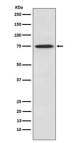 Anti-PKC theta Rabbit pAb
