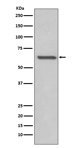 Anti-Rel B Rabbit pAb