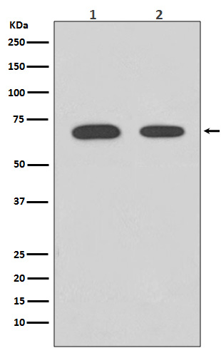 Anti-Chk2 Rabbit pAb