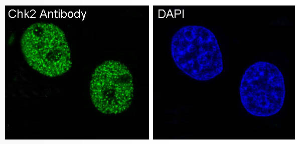 Anti-Chk2 Rabbit pAb