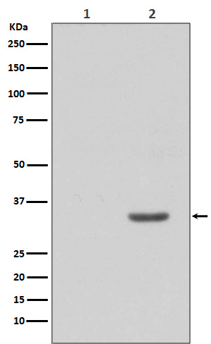 Anti-Phospho-CDK2 (Tyr15) Rabbit pAb