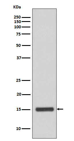 Anti-Cytochrome C Rabbit pAb
