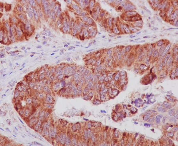 Anti-Cytochrome C Rabbit pAb