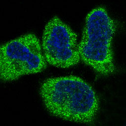 Anti-Cytochrome C Rabbit pAb