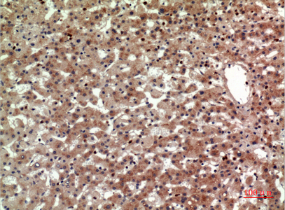 Anti-CRTH2 Rabbit pAb