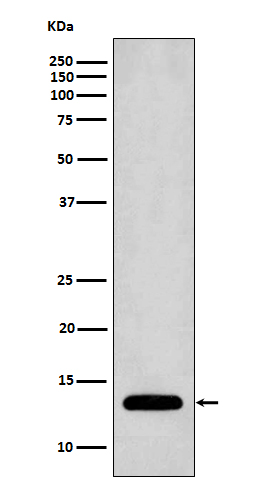 Anti-Profilin 1 Rabbit pAb
