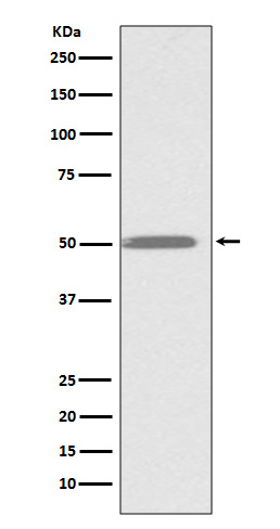 Anti-Integrin Linked ILK Rabbit pAb