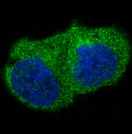 Anti-Integrin Linked ILK Rabbit pAb