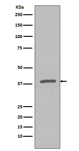 Anti-Phospho-IKB alpha (Ser32) Rabbit pAb