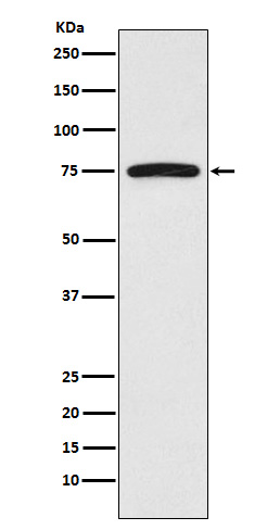 Anti-FRS2 Rabbit pAb