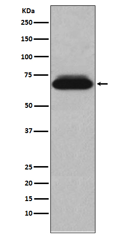 Anti-NUR77 Rabbit pAb