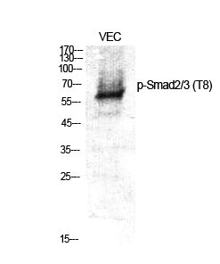 Anti-Phospho-Smad2/3 (Thr8) Rabbit pAb