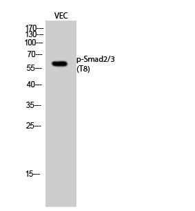 Anti-Phospho-Smad2/3 (Thr8) Rabbit pAb
