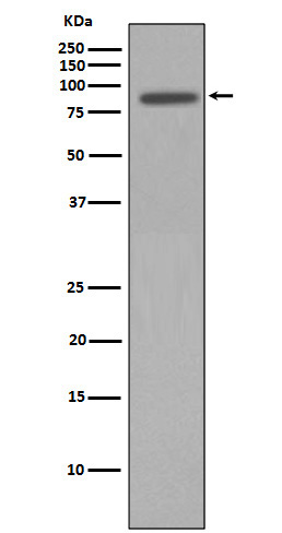 Anti-Nibrin Rabbit pAb